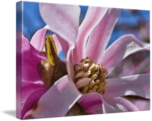 Blossom By Paul Coco - Magnolia, HD Png Download PNG image with transparent background