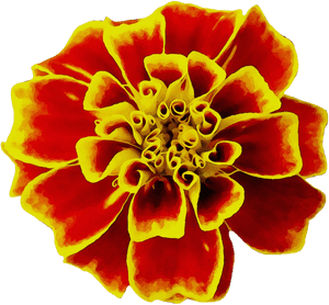 Mexican Marigold Flower Seed Image English Marigold - Marigold, HD Png Download PNG image with transparent background