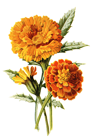Clip Art Marigold Watercolor - Marigold Illustration, HD Png Download PNG image with transparent background