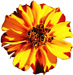 Marigold Flower In Vector Png, Transparent Png PNG image with transparent background