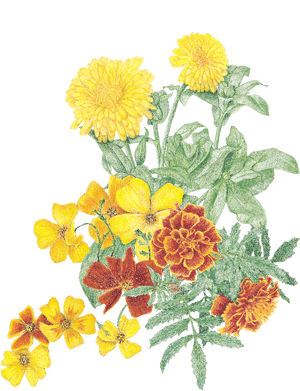Transparent Marigolds Clipart - Tagetes Patula, HD Png Download PNG image with transparent background