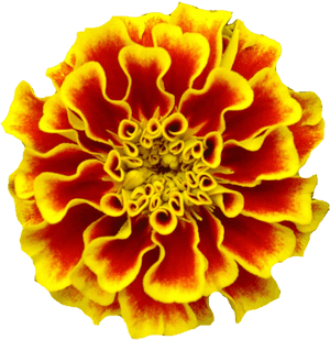 Mexican Marigold Marigolds Tattoo Birth Flower - Marigold Transparent Dia De Los Muertos, HD Png Download PNG image with transparent background