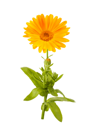 Marigold Png Picture - Marigold Clipart Transparent Background, Png Download PNG image with transparent background