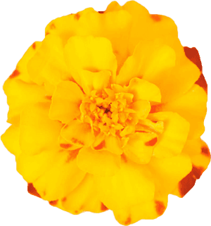 Mexican Marigold Flower Plant - Transparent Marigold Flower Png, Png Download PNG image with transparent background