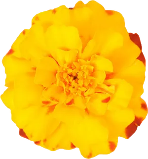 Vibrant Marigold Flower Isolated PNG Image