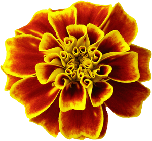 Bronze Marigold, HD Png Download PNG with transparent background