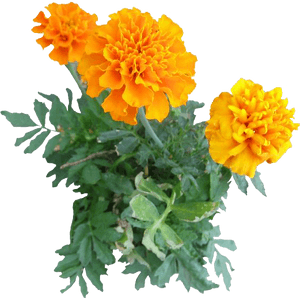 Marigold Png Image - Marigold Png, Transparent Png PNG image with transparent background