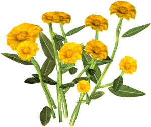 Animallica Wiki - English Marigold, HD Png Download PNG with transparent background