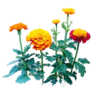 Vibrant Marigolds Garden Png Dah PNG Image