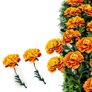 Vibrant Marigolds Garden Png Use14 PNG Image