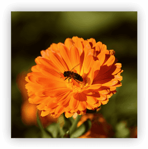 Marigolds - Holi Making Of Colours From Flowers, HD Png Download PNG image with transparent background