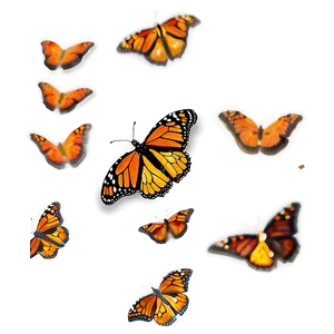 Vibrant Monarch Butterflies Png Wqi PNG Image