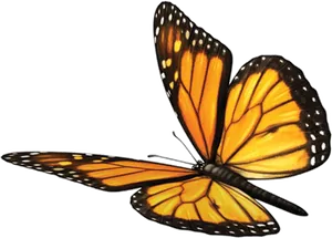 Vibrant Monarch Butterfly PNG Image