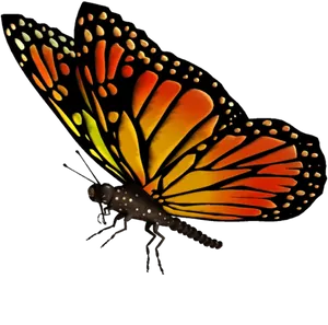 Vibrant Monarch Butterfly Isolated PNG Image