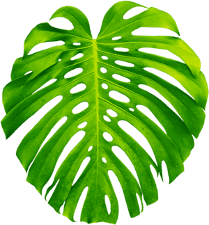 Vibrant Monstera Leaf PNG image with transparent background