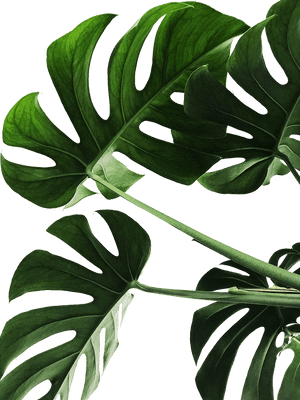 Vibrant Monstera Leaves PNG image with transparent background