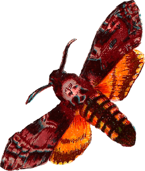 Death Head Moth Png, Transparent Png PNG with transparent background