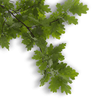 Vibrant Oak Branch.png PNG image with transparent background