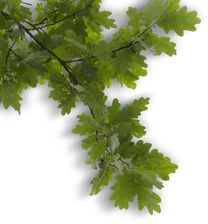 Vibrant Oak Branch.png PNG Image