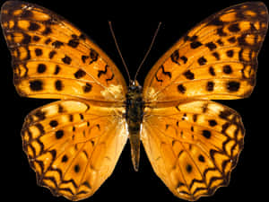 Butterfly Png Hd, Transparent Png PNG image with transparent background