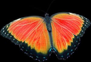 Vibrant Orange Butterfly Black Background PNG image with transparent background