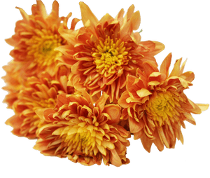 Yellow Chrysanthemum Png Download, Transparent Png PNG image with transparent background