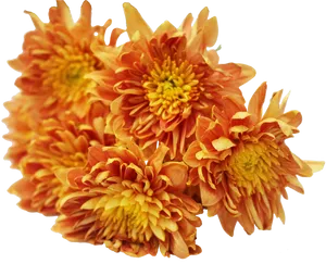 Vibrant Orange Chrysanthemums PNG Image