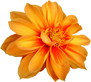Dahlia, Blossom, Bloom, Isolated, Dahlia Garden, Autumn - 1 Flower No Background, HD Png Download PNG image with transparent background