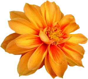 Vibrant Orange Dahlia Flower PNG Image