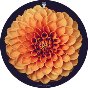 Orange Dahlia Flower Drum Skin For Bass, Snare And, HD Png Download PNG image with transparent background