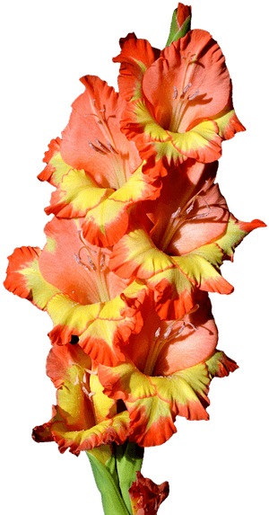 Gladiolus, Gladidus, Butterfly Greenhouse, Sword Flower - Gladiolus Clipart, HD Png Download PNG with transparent background