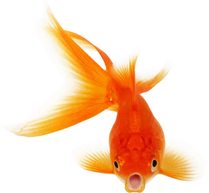 Vibrant Orange Goldfish.png PNG Image