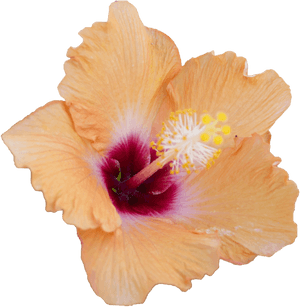 Vibrant Orange Hibiscus Flower PNG image with transparent background