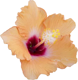 Vibrant Orange Hibiscus Flower PNG Image