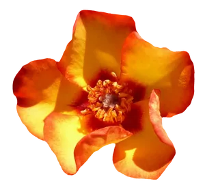 Vibrant Orange Marigold Flower PNG Image