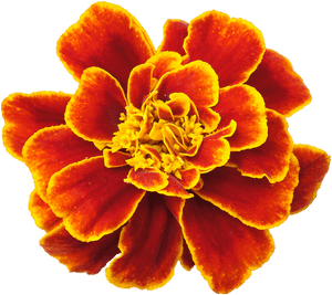 Mexican Flower Clip Art - Marigold Flower White Background, HD Png Download PNG image with transparent background