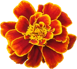 Vibrant Orange Marigold Flower PNG Image