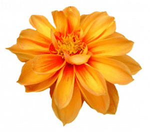 Flower Png Image - Marigold Flower Transparent Background, Png Download PNG image with transparent background