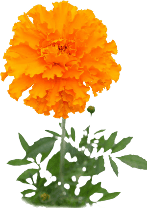Herb Img - Mexican Marigold Transparent, HD Png Download PNG image with transparent background
