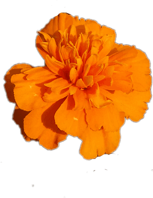 #flower Marigold #flower #orange - Marigold Png, Transparent Png PNG image with transparent background