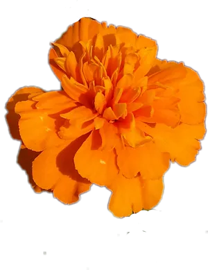 Vibrant Orange Marigold Flower PNG Image