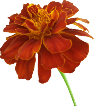Download Marigold Png Photos - Marigold Clipart Transparent Background, Png Download PNG image with transparent background