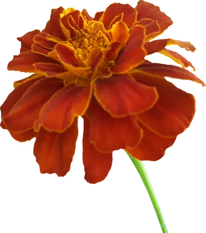 Vibrant Orange Marigold Flower PNG Image