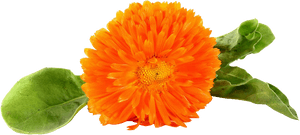 Chrysanthemum , Png Download - English Marigold, Transparent Png PNG image with transparent background