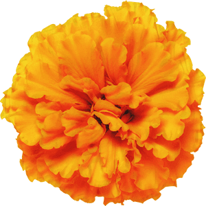 Mexican Marigold Glebionis Segetum Pot Marigold Flower - Mexican Marigold Flower Png, Transparent Png PNG image with transparent background