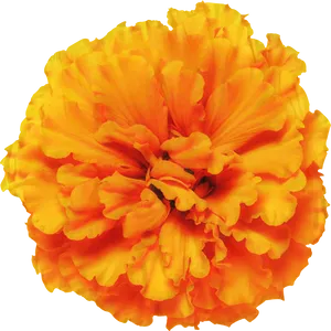 Vibrant Orange Marigold Flower PNG Image