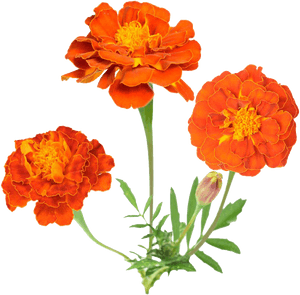 Mexican Flowers Png - Marigold Clipart PNG image with transparent background