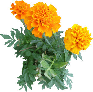 Mexican Marigold Plant Flower Clip Art - Transparent Background Marigold Png, Png Download PNG image with transparent background