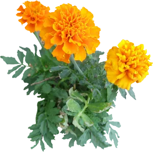 Vibrant Orange Marigolds.png PNG Image