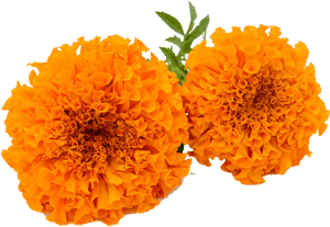 Marigold Garland Png - Marigold Flower Clipart Png PNG image with transparent background